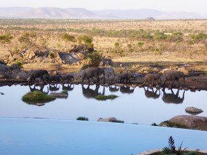 Morning visitors at the watering hole