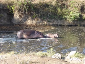 Mama and baby hippos swimming