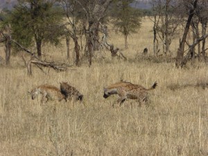 Hyenas fighting over a kill.